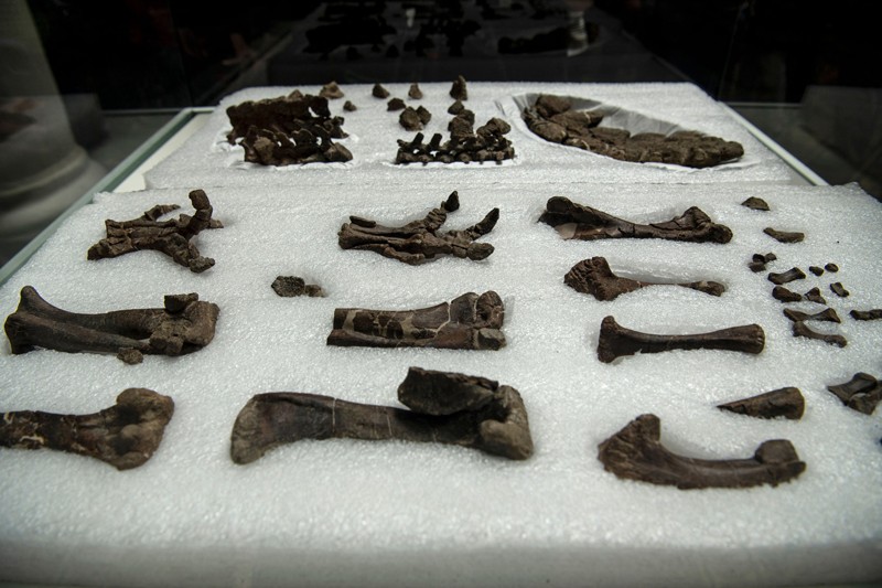 Fossiles d'un Stegouros elengassen sur l'affichage