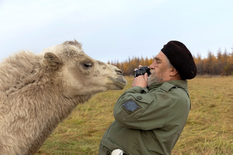 Sergey Zimov photographs a camel at the Pleistocene Park.