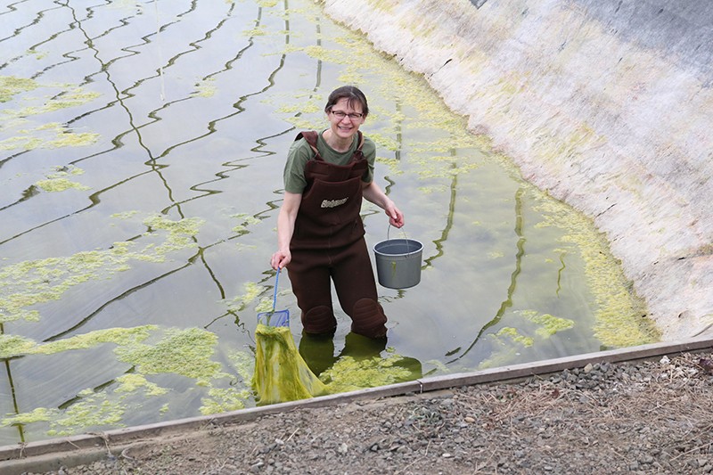 Evi Emmenegger collecting tadpoles in a pond in 2017.
