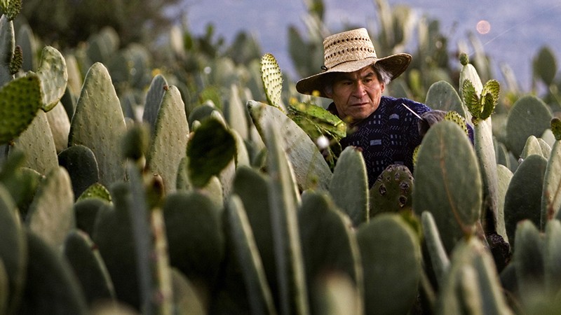 Ένας αγρότης συλλέγει τα μικρά φύλλα του nopal (Opuntia, οικογένεια Cactaceae) στη Milpa Alta, στην Πόλη του Μεξικού.