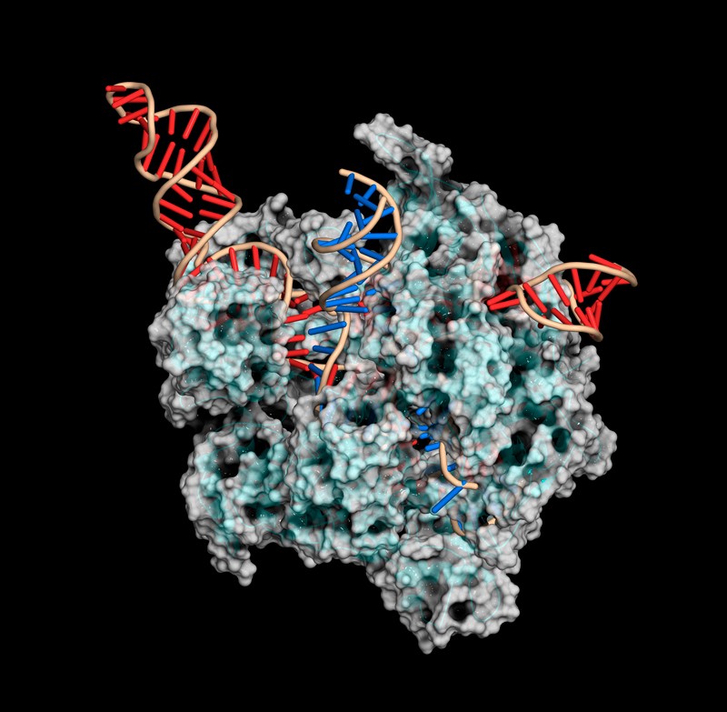 3D structure of CRISPR-CAS9 gene editing complex from Streptococcus pyogenes