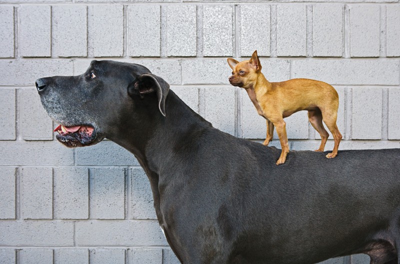 A chihuahua dog standing on the back of a great dane dog