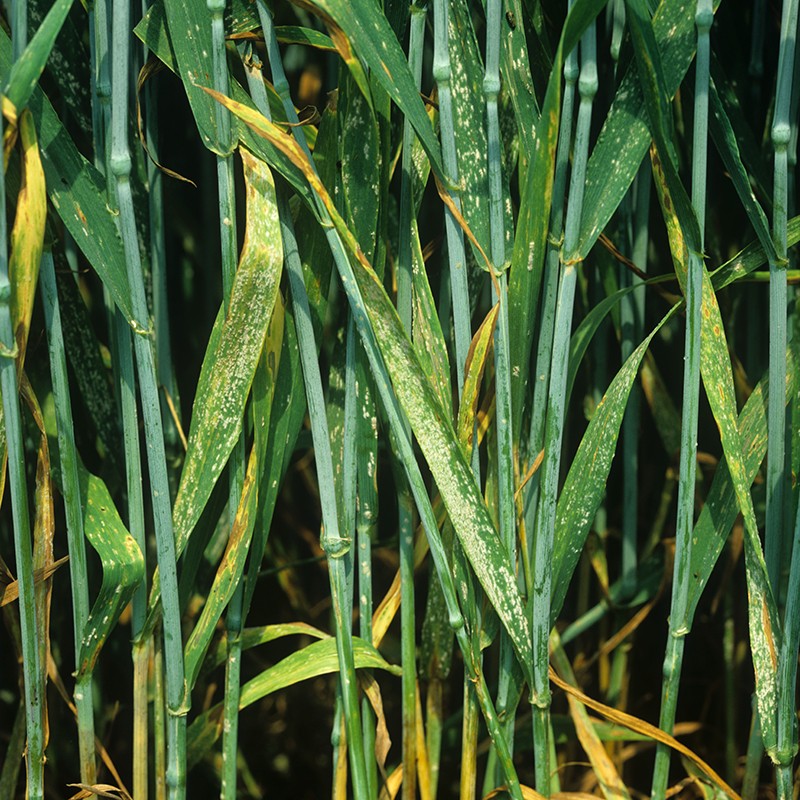 Powdery mildew infection of Erysiphe graminis f.sp. tritici on a wheat crop, seen mostly on the leaves.