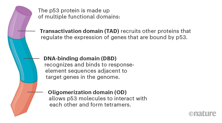 Graphic illustrating the main functional domains in p53