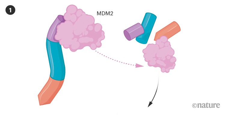 Graphic showing destructive interaction between p53 and MDM2