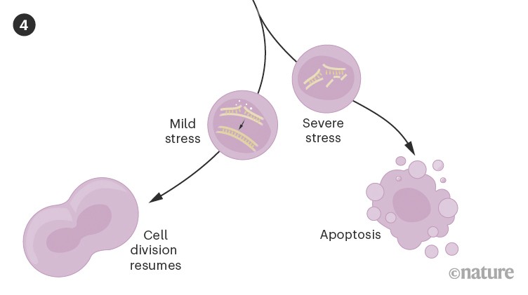 Graphic showing the cellular outcomes of p53 reacting to mild and severe stress