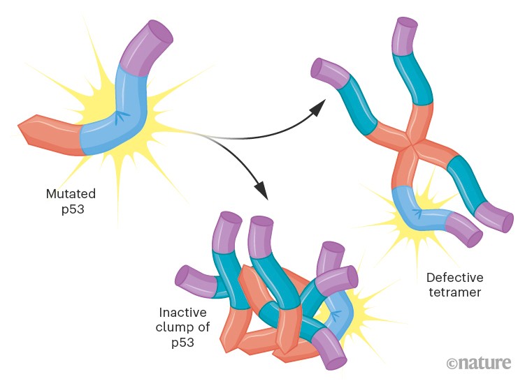 Graphic showing possible problems resulting from mutated p53