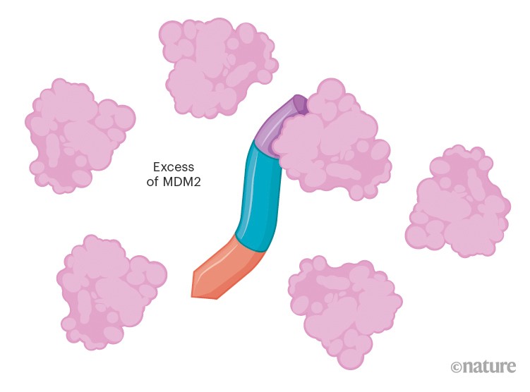 Graphic showing p53 constrained by an excess of MDM2