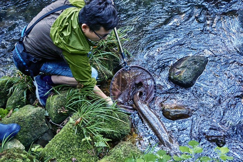 Wansheng Jiang releases a trapped Chinese giant salamander into a stream after taking a tissue sample.