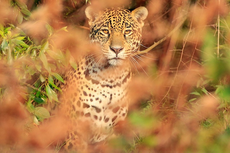 Mbarate was born in captivity but raised free from human contact, and will join the population of jaguars in Iberá.