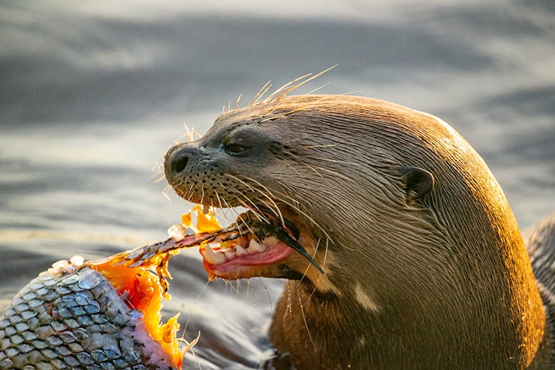 A female giant river otter feeds on native fish inside a pre-release exclosure built in the core of the Iberá wetland.