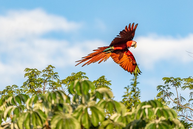 A red-and-green macaw in flight