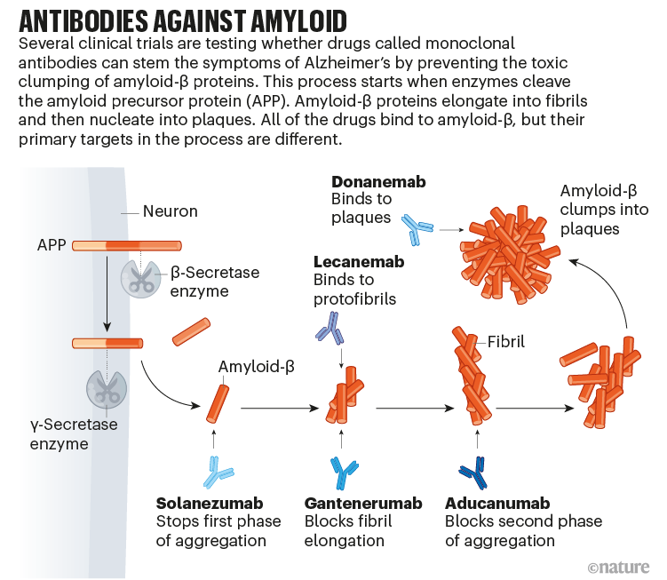 Antibodies against amyloid: graphic that shows where antibody therapies bind to amyloid protein in plaque development.