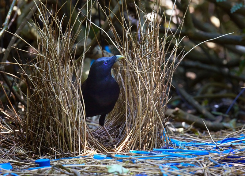 Male Satin Bowerbird tends his bower decorated with blue plastic