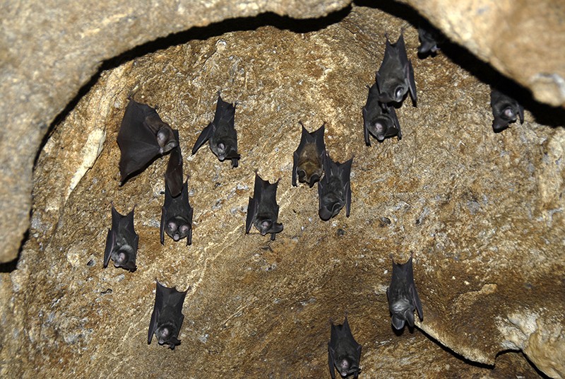 Bats (Microchiroptera) hanging from the top of a cave, Nam Lan Conservation Area NLCA, Phongsali Province, Laos, Southeast Asia.