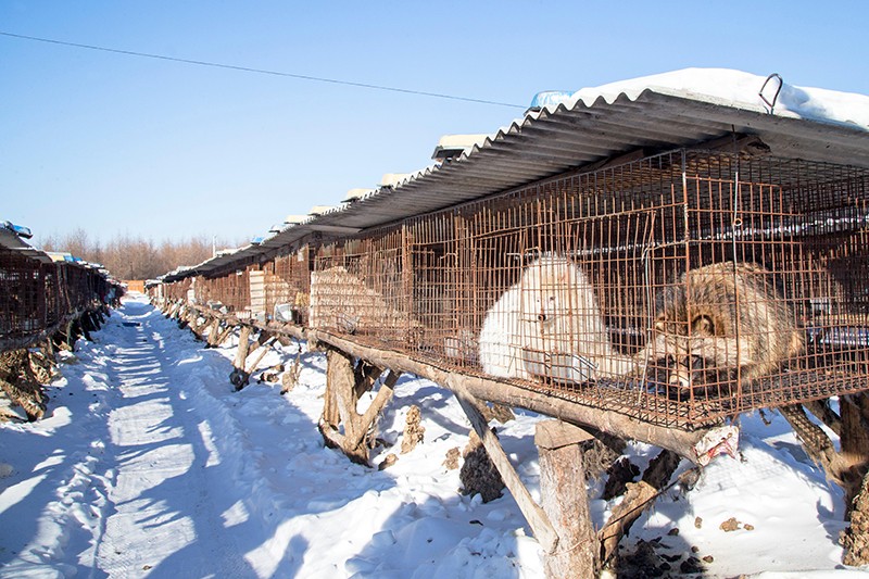 Snowy outdoor caged fox and raccoon dogs fur farm in Hengdaohezi, Heilongjiang, China,