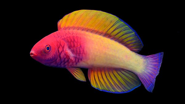 This new-to-science Rose-Veiled Fairy Wrasse is the first Maldivian fish to ever be described by a local researcher.