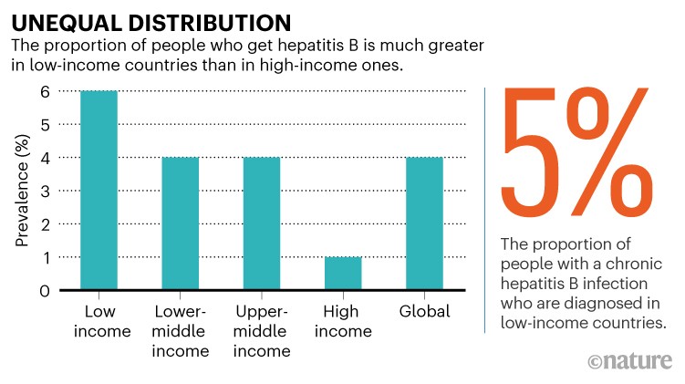 Unequal distribution: bar chart showing how hepatitis B proportionally affects more people in low-income countries