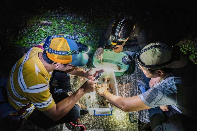 Hsu Chia-Hsuan and two colleagues wear head torches at night while taking calliper measurements of red claw crabs in containers