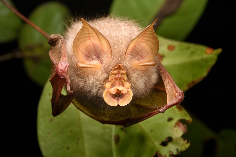Trefoil Horseshoe Bat (Rhinolophus trifoliatus) show from below whilst roosting in Malaysia