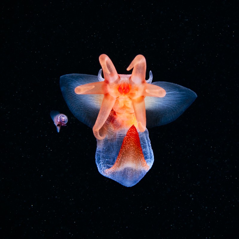 A Sea Butterfly and hunting Sea Angel photographed with a black background.