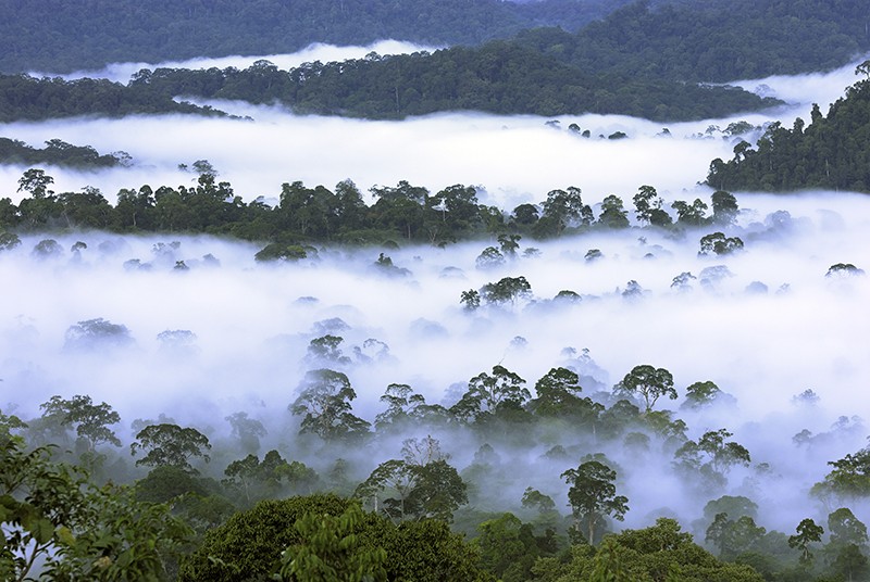 Canopy of lowland rainforest at dawn with dense fog.