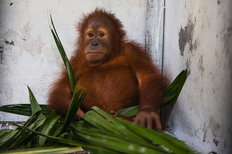 A young Sumatran orangutan looks out of a cage.