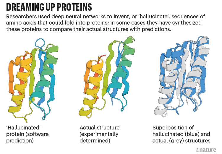 Dreaming up proteins: graphic that compares a protein structure predicted by a neural network with an actual stucture.