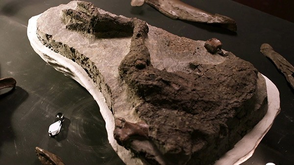 Fossilised remains of a Thescelosaurus leg.