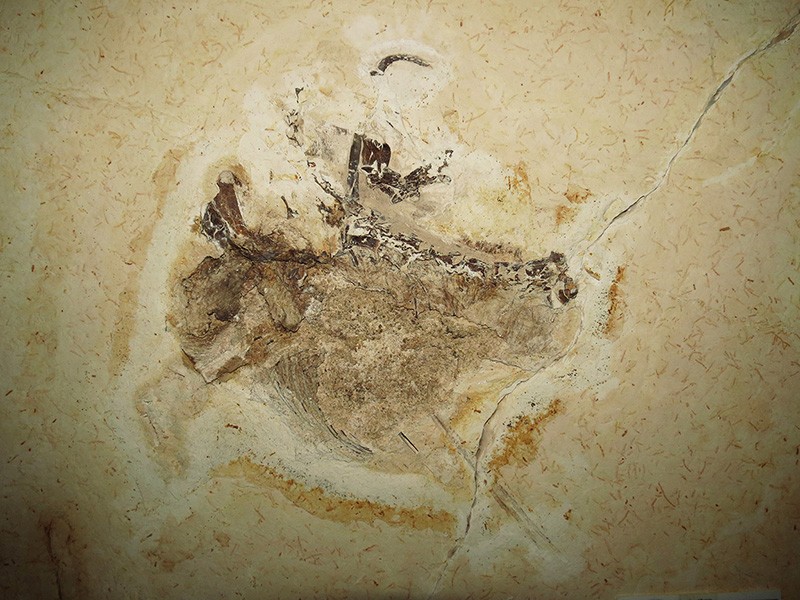 Ubirajara jubatus fossil.