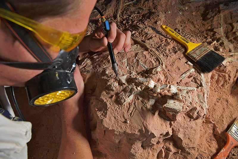 O paleontólogo Rodrigo Temp Muller examina um fóssil de dinossauro do período Triássico em um centro de apoio à pesquisa no Brasil.