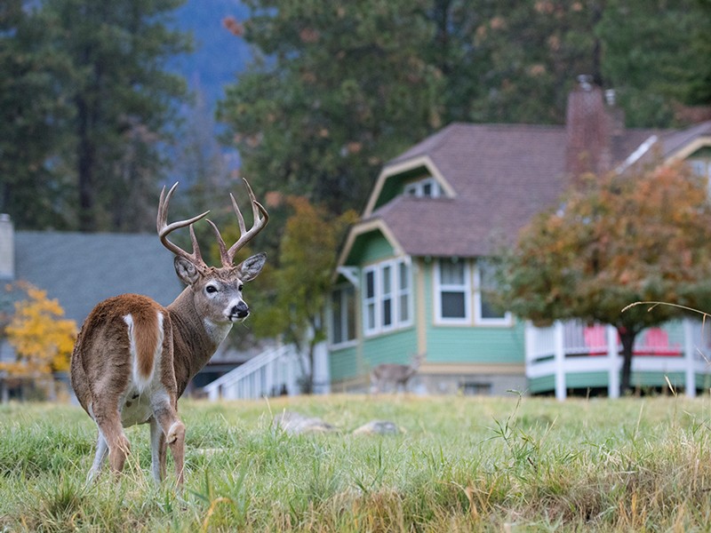 White-tailed Deer (Odocoileus virginianus) buck near houses, Montana.