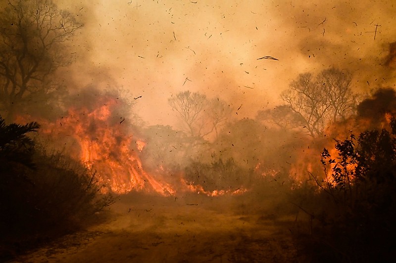 The Brazilian Pantanal in rural Pocone, Mato Grosso, burns with the worst wildfires in recorded history, in 2020.