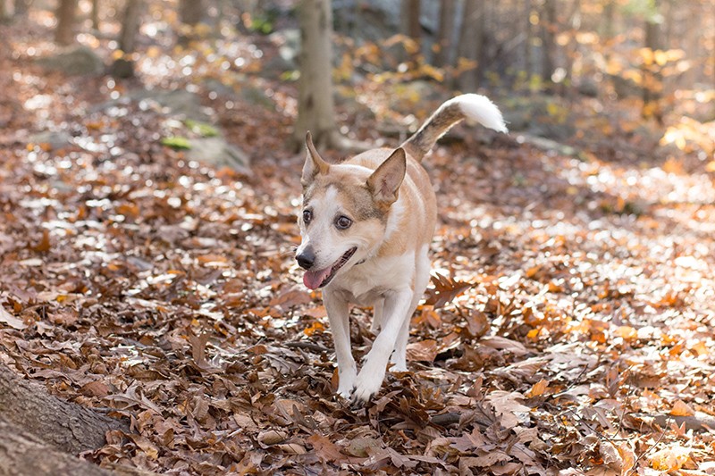 Photo of Sandy, one of the mixed-breed dogs featured in the study for this story.