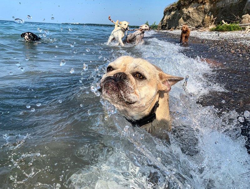 Are dogs listening, and what are they trying to tell us?