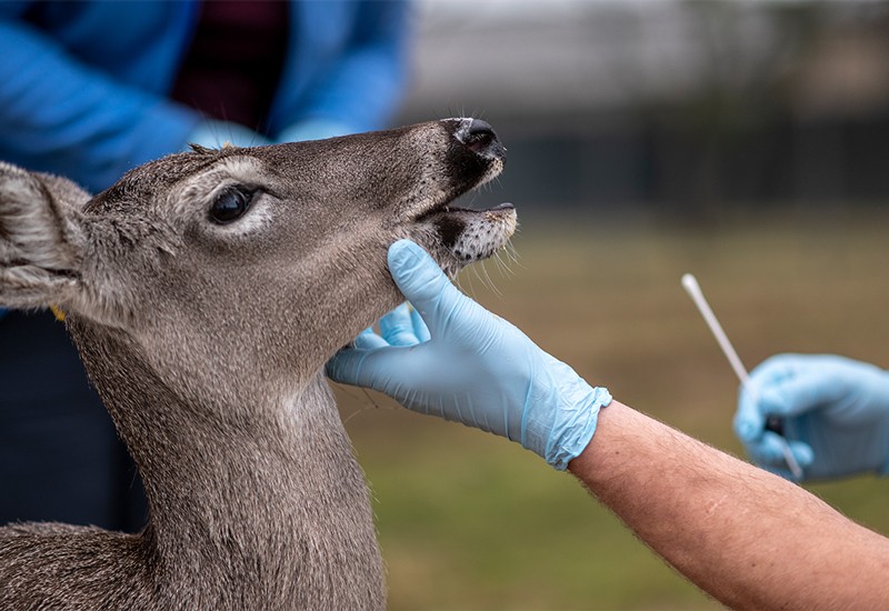 A researcher tries to swab a white-tailed deer at a wildlife center at Texas A&M University in College Station, Texas.