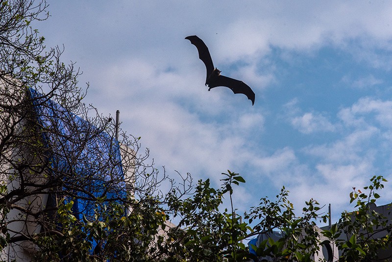 Eine Fledermaus fliegt über Bäume vor blauem Himmel.