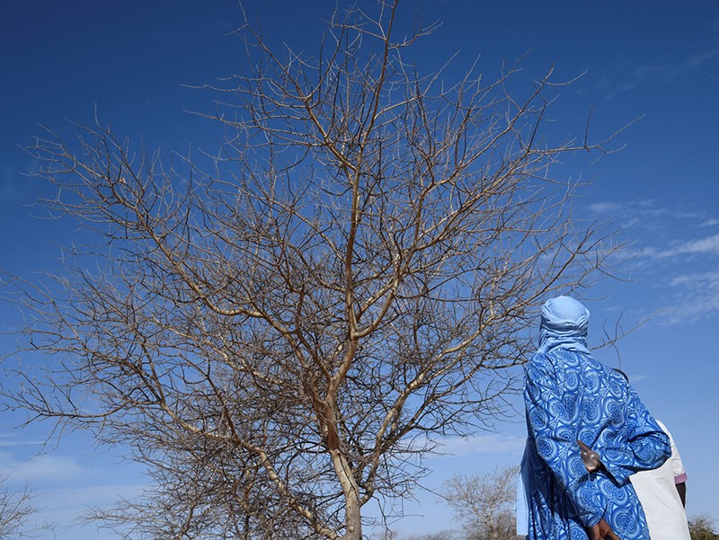 Nigerien farmers look at a tree in the Great Green Wall in Simiri, about 100km north of Niamey, on November 13, 2021.