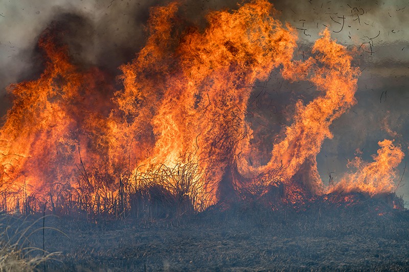 Forest and brush grass burn at Lower Klamath National Wildlife Refuge, Winter 2020.