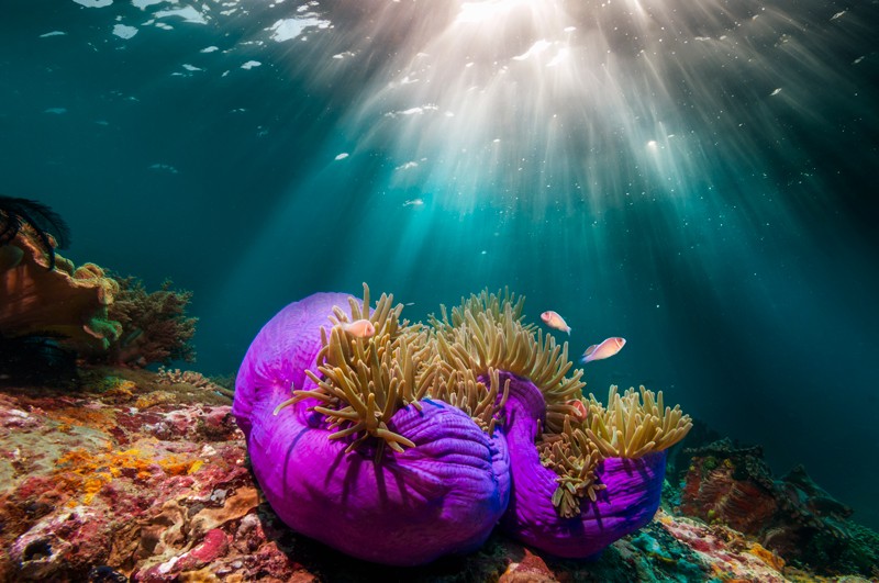 Shafts of sunlight shine through the water onto a sea anemone on a coral reef with fish.