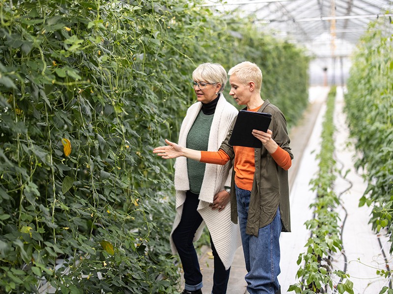 Two women working in a commercial greenhouse, Berlin.