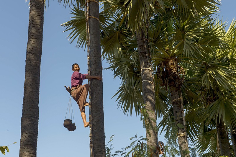 A farmer is climbing a palm tree to collect the sap of a palm tree to make Toddy Palm Wine in Bagan, Myanmar.
