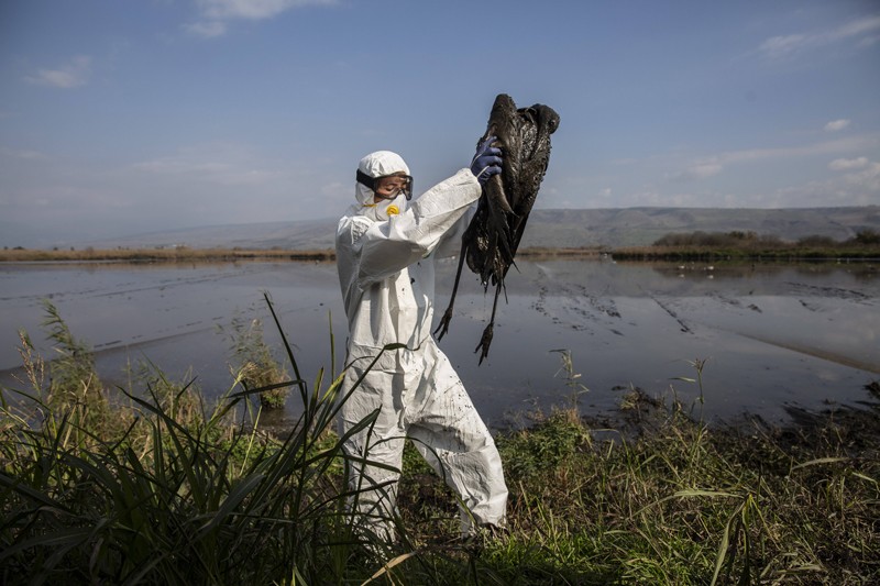 Worker wearing full PPE lifts a dead crane, killed by avian flu, covered in sediment from a lake in Israel