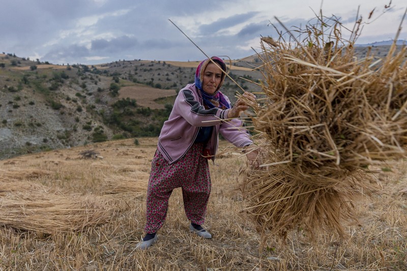 A woman harvests wheat by hand in a field in Turkey
