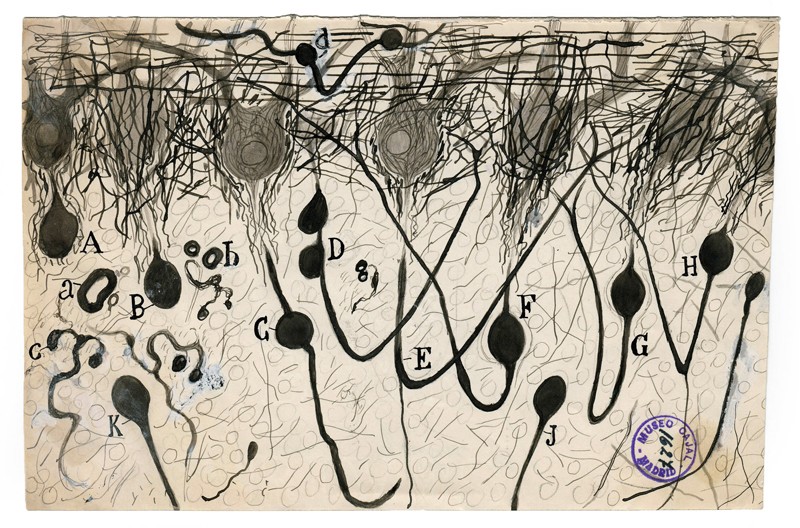 A hand drawn diagram by Santiago Ramón y Cajal of brain cells labelled with letters