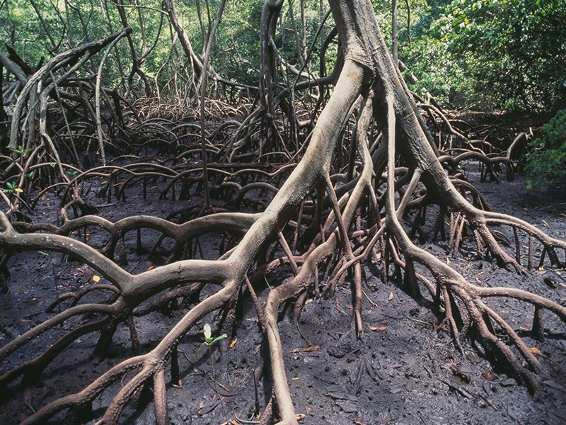 Mangrove roots, Los Haitises National Park, Dominican Republic.