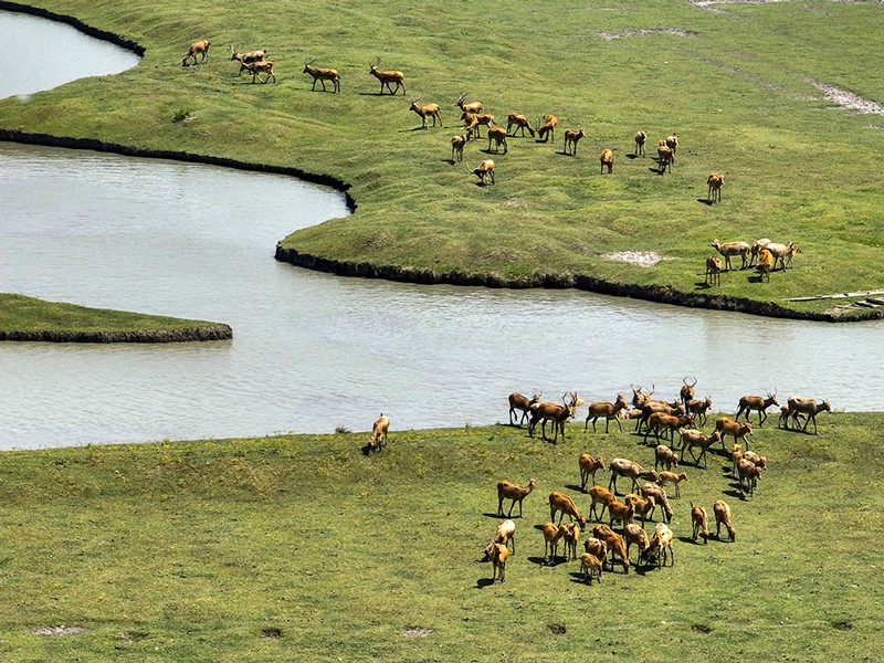 Aerial view of a herd of milu deer wandering at Qinhu National Wetland Park on May 22, 2022 in Taizhou.