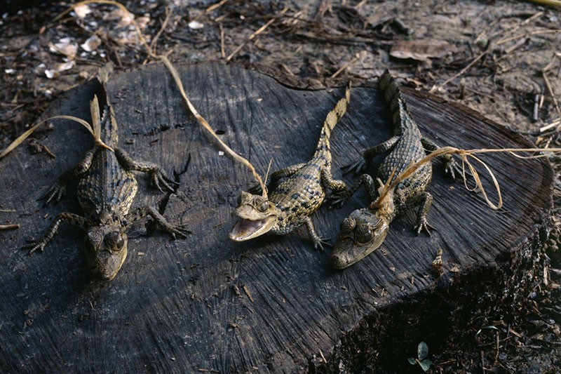 3 jeunes caïmans capturés par des chasseurs illégaux dans la région amazonienne du Brésil.