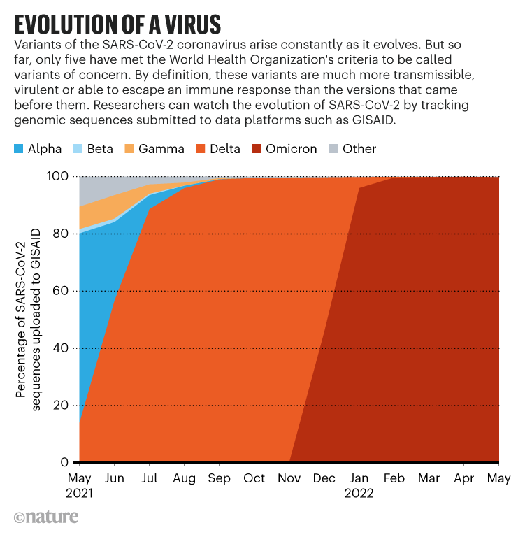 EVOLUTION OF A VIRUS. Graphic showing the evolution of the 5 SARS-CoV-2 variants of concern according to WHO.