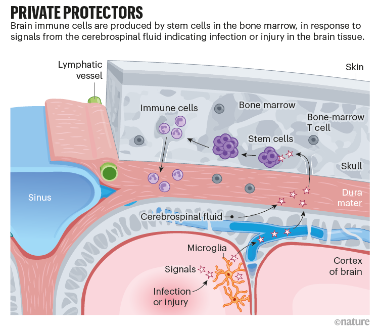 Private protectors: graphic that shows how the brain can create immune cells in response to infection or injury.